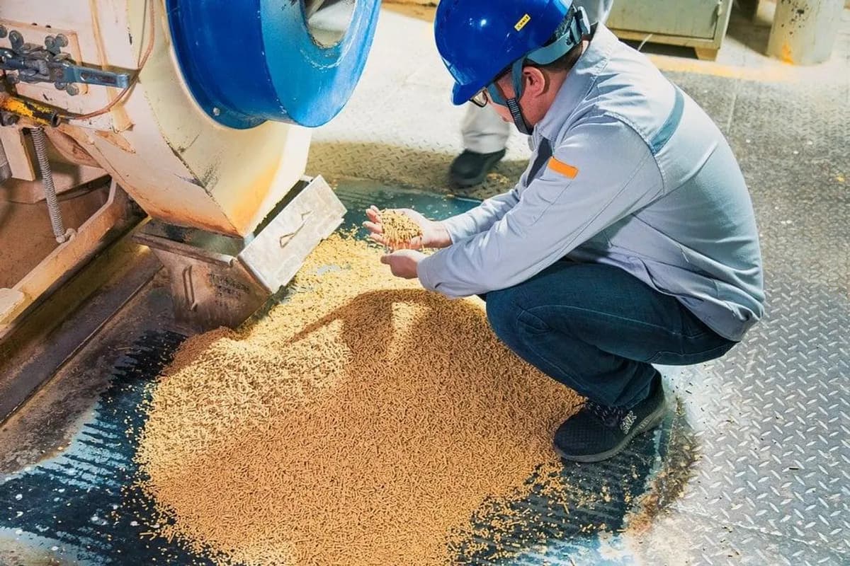 5 Common Mistakes When Buying Meal for Animal Feed Factories